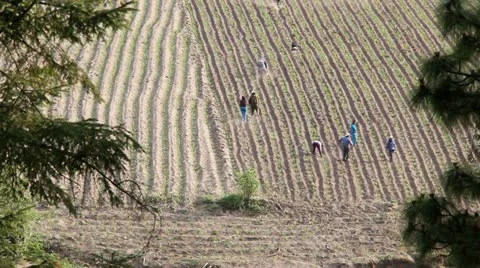 Agriculture Stock-Footage 10907218