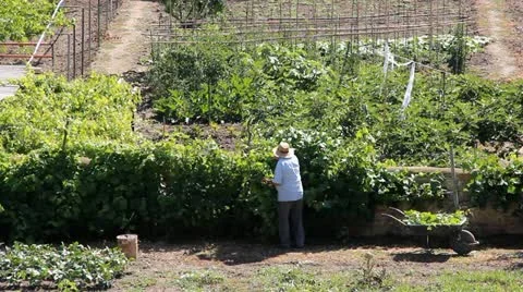 Agriculture Stock-Footage 11677740