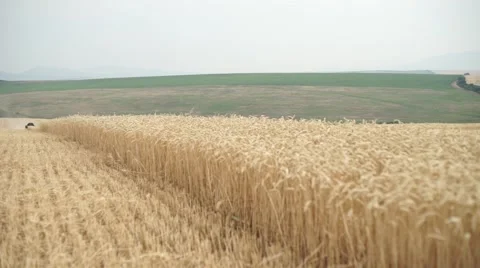 Agriculture Stock Footage 52381412