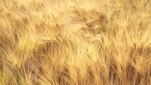 Agriculture 库存影片 76073984