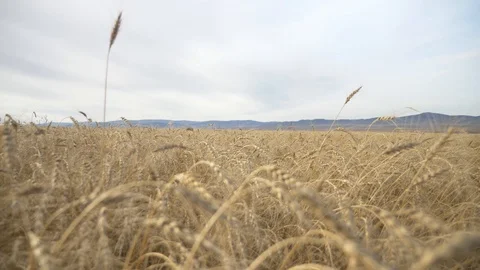 Agriculture, Stock Footage 119114753
