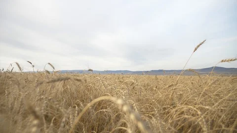 Agriculture, Stock Footage 119114807
