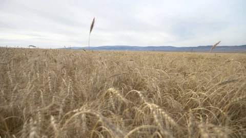 Agriculture, Stock Footage 119114859