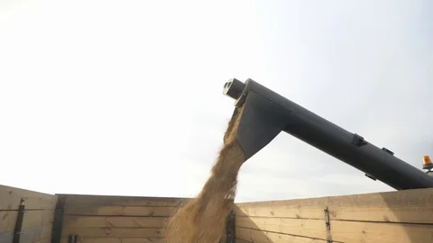 Agriculture, Stock Footage 119114866