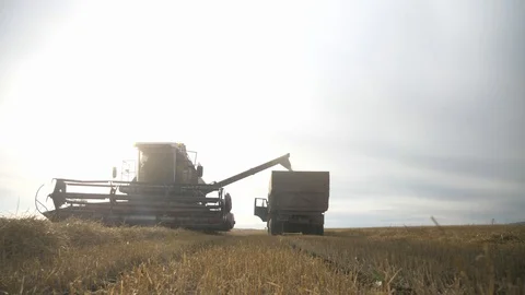 Agriculture, Stock Footage 119115189