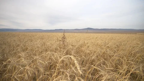 Agriculture, Stock Footage 119115192