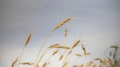 Agriculture, Stock Footage 119115254
