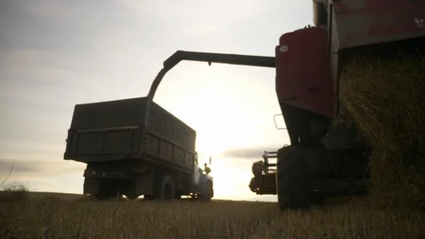 Agriculture, Stock Footage 119115475