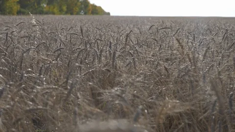 Agriculture, Stock Footage 119115966