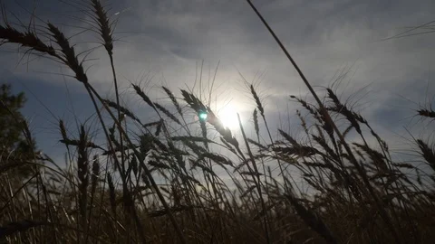 Agriculture, Stock Footage 119115980