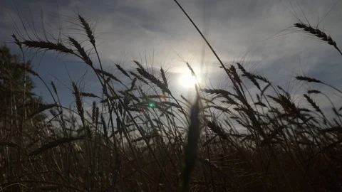 Agriculture, Stock Footage 119116000