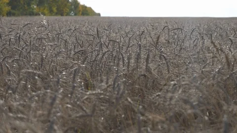 Agriculture, Stock Footage 119116030