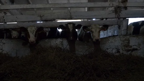 Agriculture, Stock Footage 119116037