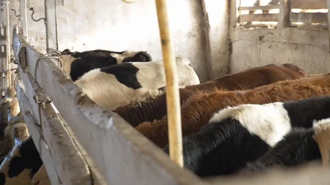 Agriculture, Stock Footage 119116044