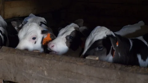 Agriculture, Stock Footage 119116199