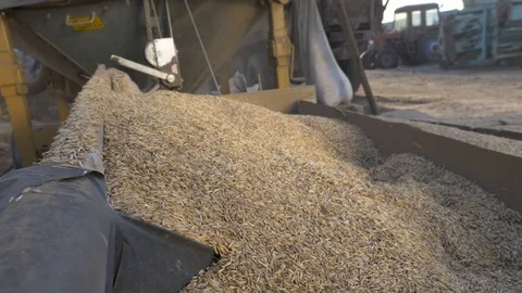 Agriculture, Stock Footage 119116219