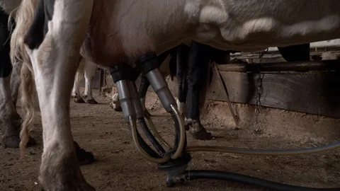 Agriculture, Stock Footage 119116227