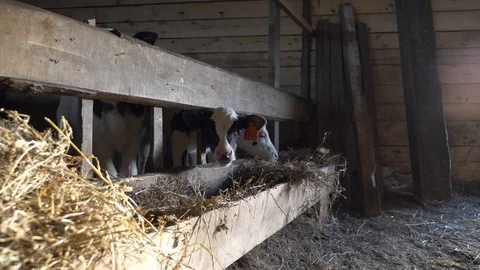 Agriculture, Stock Footage 119116228
