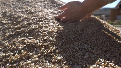 Agriculture, Stock Footage 119116268
