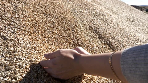 Agriculture, Stock Footage 119116277