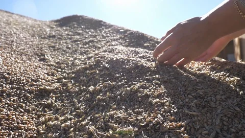 Agriculture, Stock Footage 119116294