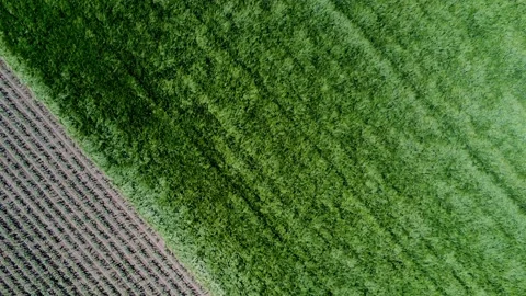 Agriculture Stock-Footage 130732866