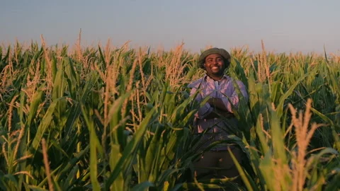 Agriculture Stock Footage 158705178