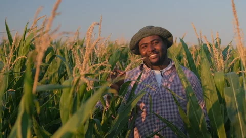 Agriculture Stock Footage 158705943