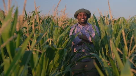 Agriculture Stock Footage 158706292