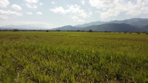 Agriculture Stockbeeldmateriaal 224075926