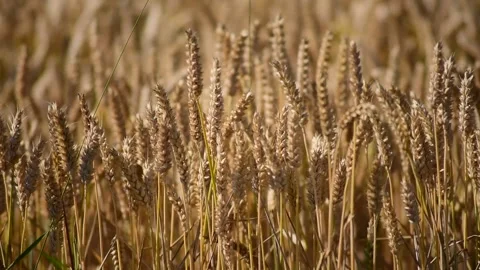 Agriculture  Stock Footage 290242520