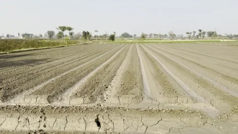 AGRICULTURE Stock Footage 298789875