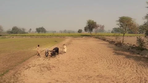 AGRICULTURE Stock Footage 298913723