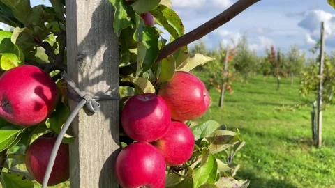 Agriculture, gardening. Stock Footage 252117386