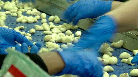 Agriculture. Garlic. Processing ,  production and selection at the factory. Video stock 59533452