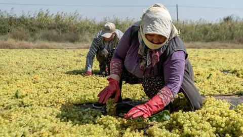 Agriculture Grapes Drying Process with Workers in Denizli, Turkey Stock Photos