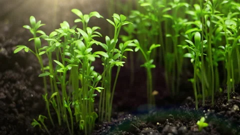 Sprout Growing Stock Footage ~ Royalty Free Stock Videos | Pond5