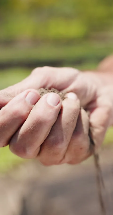 Agriculture, hand and soil testing in farm, farmer and inspection for crop Stock Footage 336701525
