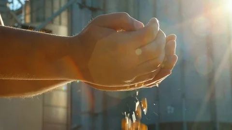 Agriculture- The Hands That Hold The Corn Kernels 스톡 동영상 126992905