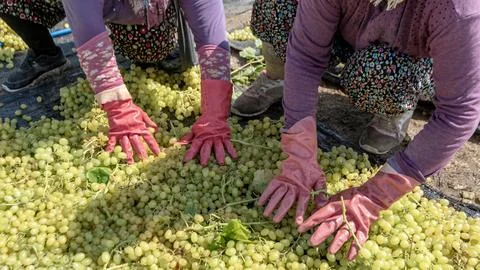 Agriculture Hands Processing Grapes for Drying in Denizli, Turkey Stock Photos