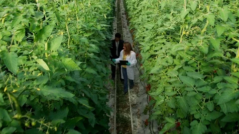 Agriculture, High Angle View, Wide Shot, Tracking Shot, 40 Seconds Or Greater, Stock Footage 94232380