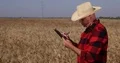 Agriculture Industry Busy Farmer Walking Notes Data Field Crop Wheat Harvest 4k or 4k+ Resolution