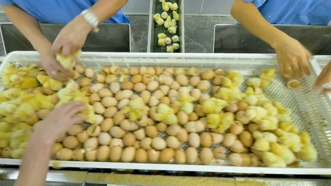 Agriculture industry. Poultry workers sorting chicks in factory. Stock Footage 79654494