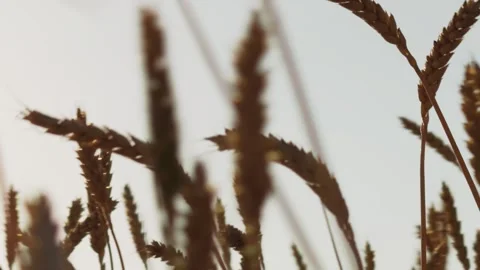 Agriculture involves wheat farming. Wheat farms grow grain. Grain harvest Stock Footage 287425323