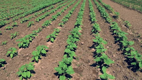 Agriculture. Large fields of seedlings. Good harvest. Green nature Video stock 178492013