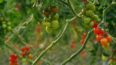 Agriculture, Lockdown, Medium Shot, Less Than 10 Seconds, Indoors, Day, Tomato Stock Footage 94008829