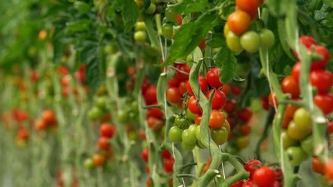 Agriculture, Lockdown, Medium Shot, Selective Focus, 10 Seconds Or Greater, Stock Footage 94008749