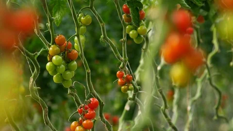 Agriculture, Lockdown, Medium Shot, Selective Focus, Less Than 10 Seconds, Stock Footage 94008814