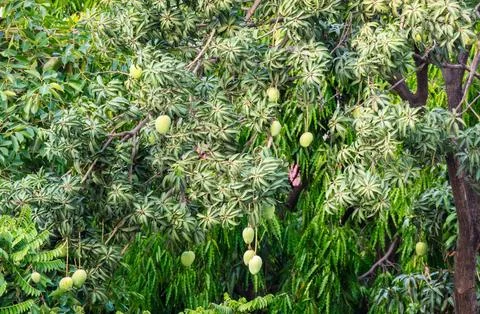 Agriculture Mango tree Foto stock