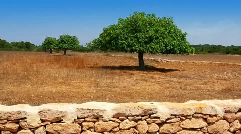 Agriculture in Mediterranean of fig tree in red soil island  Ibiza Stock Footage 11369791